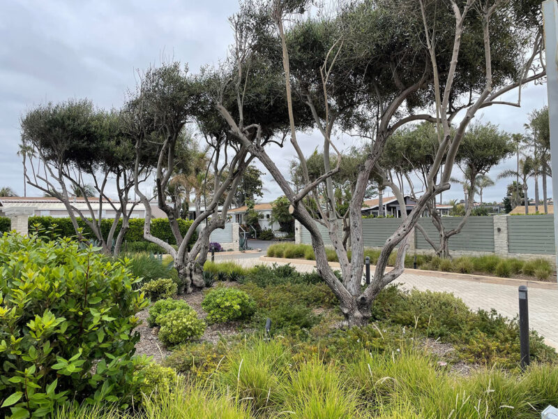 Photo Gallery Lanikai Lane